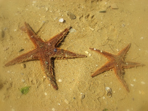 Estrellas do mar